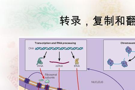 转录时能转录非基因的DNA的片段吗