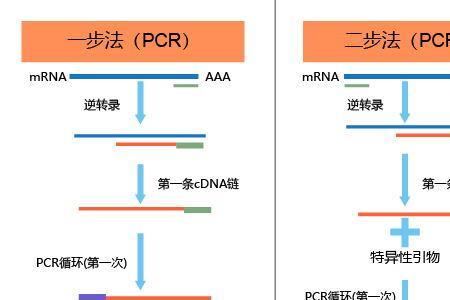 rt-pcr属于什么检测方法