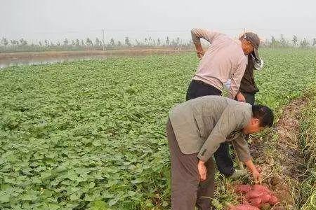 山西长治红薯一般几月份种植