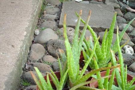 芦荟种植什么时候发芽