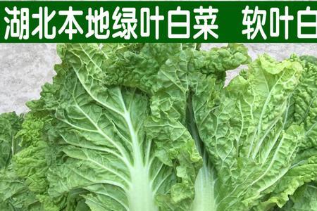 白菜苔怎么择菜