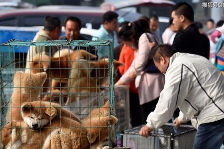 商水狗市场最近在哪里