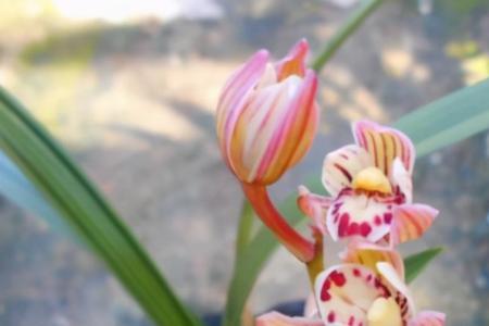 兰花盆里面种植什么植物好