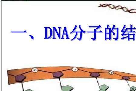 dna分子的物化特性什么意思