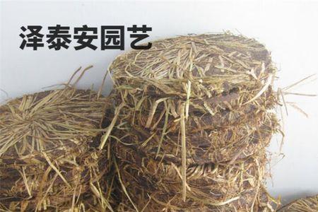 新鲜茶树怎么清洗