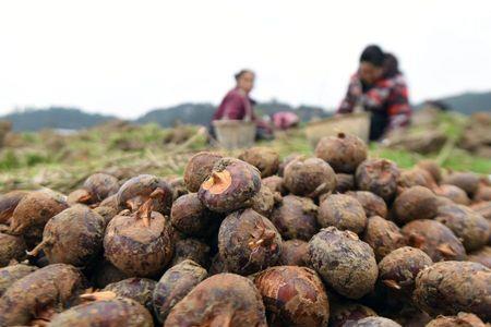 广东马蹄种植方法