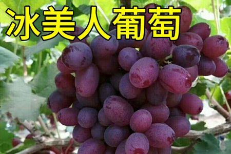 冬天葡萄在家怎么保存保温一体