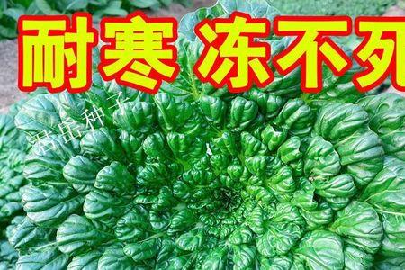 乌塌菜北方冬天可以不收吗