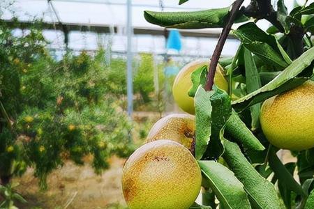 大荔冬枣树苗什么时候移栽