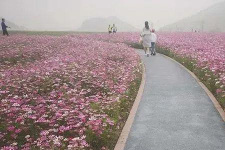 铜鉴湖花海花期