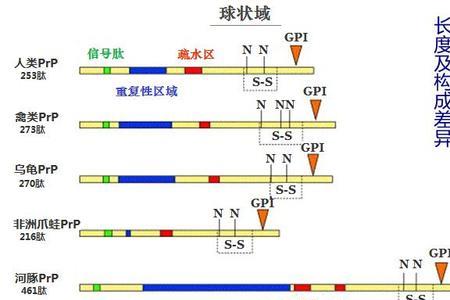 1k道尔顿是多大分子量