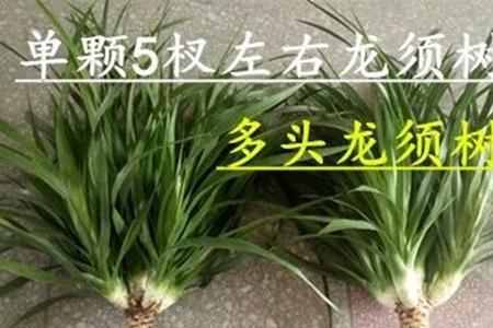 龙须铁开花寓意什么