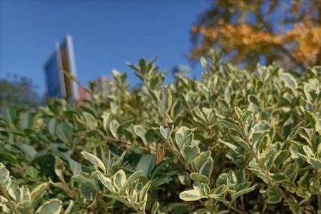 水杨酸植物有哪些