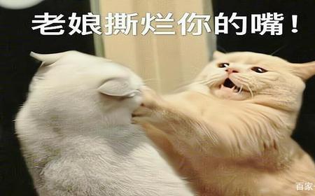 猫咪嘴巴乱嚼是怎么了