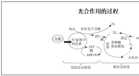 暗反应为光反应提供什么原料