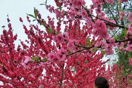 一树桃花后面怎么填