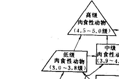 食物链最长可以达到多长