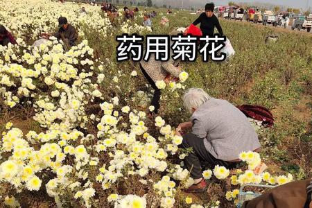 大棚种植白菊花每亩利润