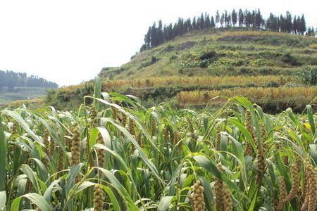 沂蒙山小米的优点和缺点