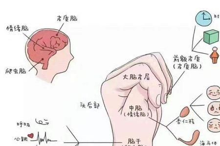 额头是大脑的哪个区域