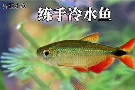 鳑鲏要加热棒吗