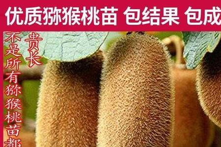 黄牙果怎么分公母树