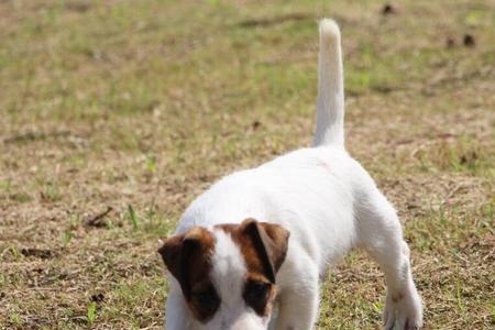 杰克罗素梗犬和史宾格犬优势