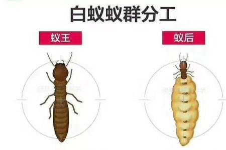 蚁王为什么杀蚁后