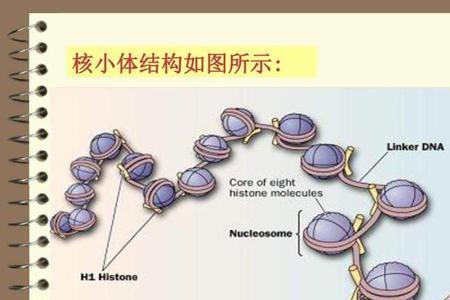 生化结构的意思