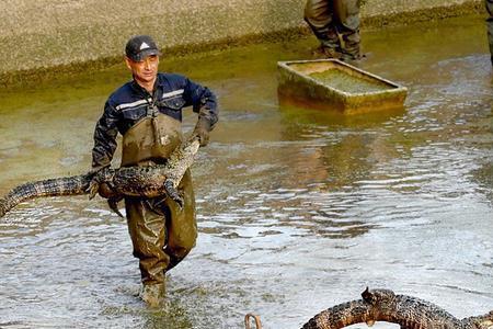 扬子鳄家里能养吗