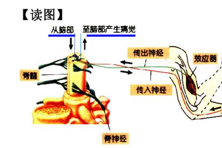 不经过完整的反射弧是反射吗