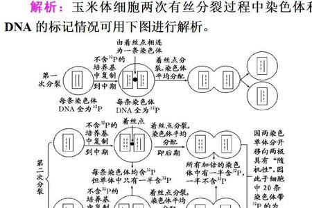 细胞分裂法