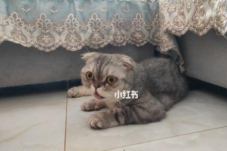 真皮沙发的猫尿怎么去除