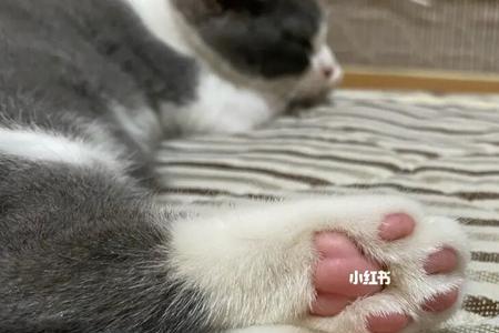 猫爪下方肉丁是什么