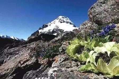 天山雪莲好吃吗