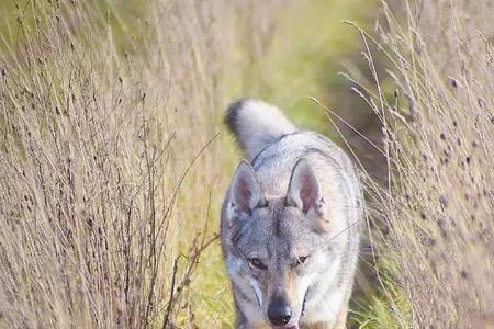 捷克狼犬能跑百公里吗