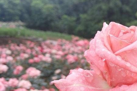 疏疏一帘雨淡淡满枝花的意思