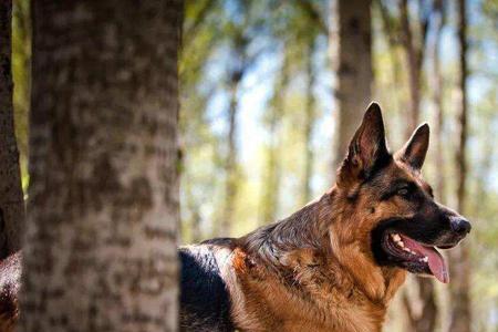 德牧犬适合学生养吗