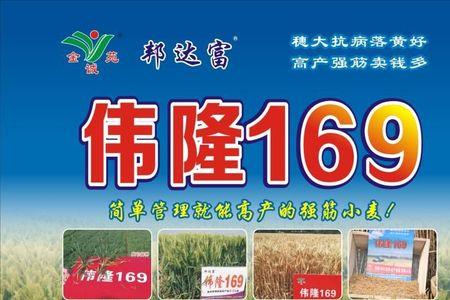 伟龙169小麦审定公告