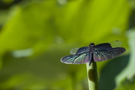 蜻蜓在荷叶上干什么