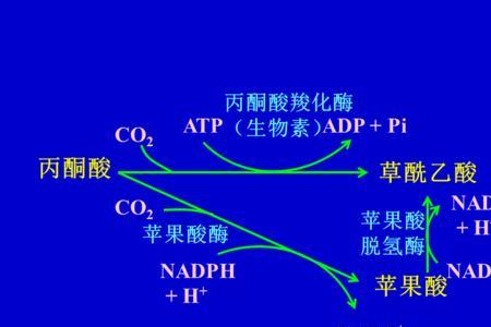 三羧酸循环脱氢和脱羧的区别