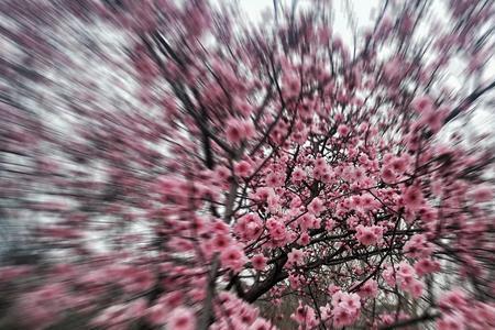 人间百态挡不住花开是什么意思