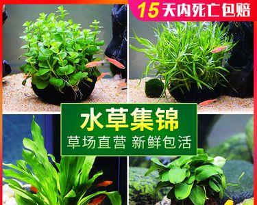 红波水草没有泥养殖方法