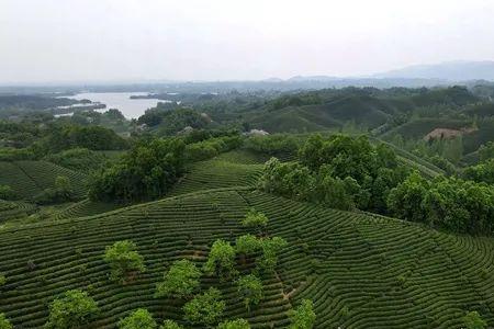 南湾湖茶山海拔