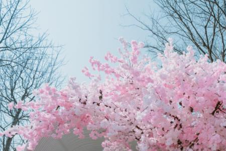 一起走花路吧大结局