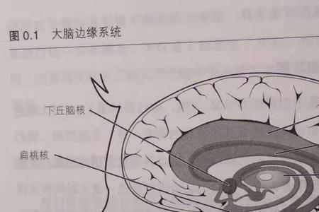 锥体束在大脑内部哪里