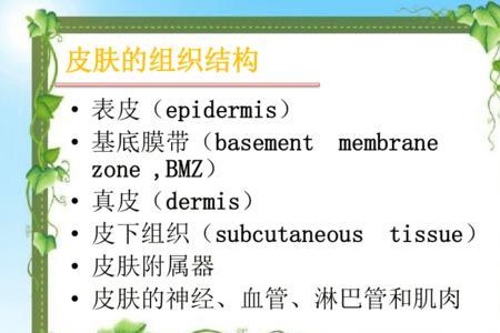 周皮由哪三个部分构成