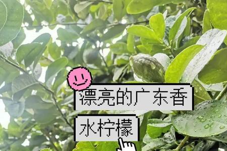 香水柠檬储藏条件