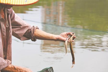 河里被放生的清道夫怎么办