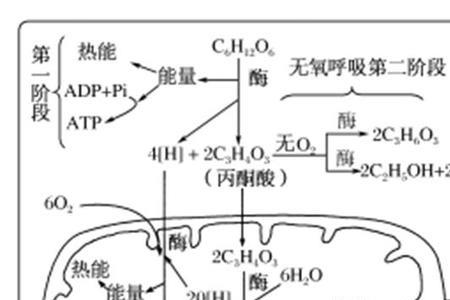 食物有氧呼吸与无氧呼吸的区别